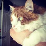 Thomas Smock 🐈 - @tomcatsmock - Instagram