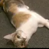 Thomas Soler - @thomas.soler - TikTok