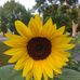 Thomas Solheim - Facebook