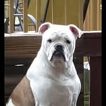 Lisa Thomas Spalding - @paddymcbully - Instagram