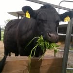 Thomas Stamm - @oeko_landwirtschaft_laudenbach - Instagram