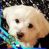 Thomas Steurer tomi - @thomas.steurer.to - TikTok