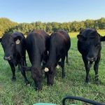 Thomas William Steward - @twsxfarms - Instagram