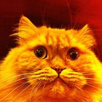 Thomas Strait - @syslopte - Instagram