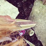 Thomas Strait - @kneskati - Instagram