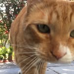 Thomas_striped_wonder - @thomas_striped_wonder - Instagram