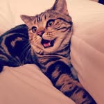 Thomas - @thomas_striped_life - Instagram