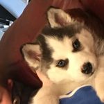 Thomas Sugden - @tomboi143 - Instagram