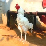 Thomas Raja - @thomassugga - Instagram