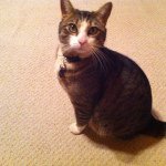 Tomas Surber - @tomas_kitty123 - Instagram
