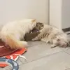 Thomas Sutter - @thomas.sutter19 - TikTok