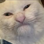 @thomasthetabbert - Instagram