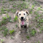 Thomas Benjamin Tebault - @mr.tom_thedog - Instagram