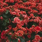 thomas tennyson - @thomastennyson1515 - Instagram