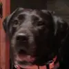 thibodeauthomas6 - @thibodeauthomas6 - TikTok