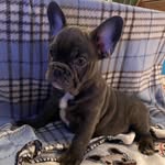 Thomas Thibodeau - @tommyohboy003 - Instagram