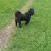 Thomas and tibbs dog walking services - Facebook