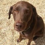 Thomas Timberlake - @jakehappydog - Instagram