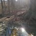 Fort Thomas Landmark Tree Trail - Facebook