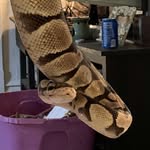 thomas true - @cannabis_reptiles - Instagram