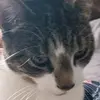 Thomas Twell - @thomas.twell - TikTok