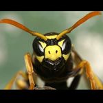 Thomas Vespa - @thomas_vespa_ - Instagram