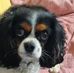 Thomas Wedgewood - Facebook