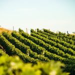 Thomas ✎ Wine ✎ Food ✎ Travel - @thomas_wineatravel - Instagram