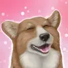 Thomas Winfield - @supremecorgi - TikTok