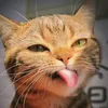 THOMAS the winner - @thomas.the.winner - TikTok