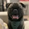 Winston - @winstonthomas0711 - TikTok
