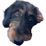 Sir Thomas - Dapple Wire Haired Dachsund - @sir_thomas_dachshund - Instagram