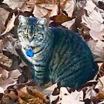 Thomasina Johnson - @thomasina_purr - Instagram