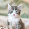 Thon Phan - @thon.phan0 - TikTok