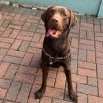 Thor Anderson 🤎 - @thor_dogofthunder_2019 - Instagram