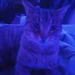 Thor Anderson - @thoriscoo - Instagram