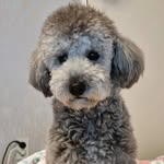 토르 (Thor) ❣ - @thor_has_longlegs - Instagram