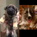 Thor & Loki Long - @thor.loki._ - Instagram