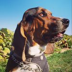 Thor Longboy - @thor_longboy - Instagram