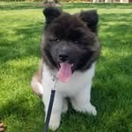 Thor - @thor_the_longcoat_akita - Instagram