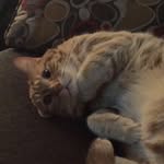 Thor - @thorlongcat - Instagram