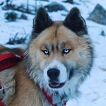 Thor Lund 🇩🇰 - @thors.doggy.diary - Instagram