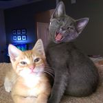 Thor, Parker, and Augustus - @2kittiesandadobie2love - Instagram