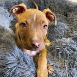 Thor Parker-Webb 🐶💙 - @thor_theamericanstaffy - Instagram