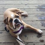 Thor Peterson - @thor_the_best_dog - Instagram