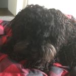 Thor Thorson - @thor_dapuppy - Instagram