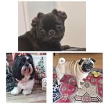 Irmãos Thor Wilson, Bruna Bárbara e Olivia Penélope - @thor_pug_cariocao - Instagram