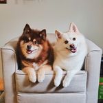 THOR & WILSON - @pombros_hi - Instagram