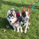 Thor And Loki Wilson - @thorandlokidogsofasgard - Instagram