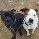 Thor and Loki Wilson - @two.pitbulls.in.maine - Instagram